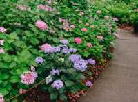 ไฮเดรนเยียบานแล้ว…ใจกลางเมืองฟุกุโอกะ🌿🌸