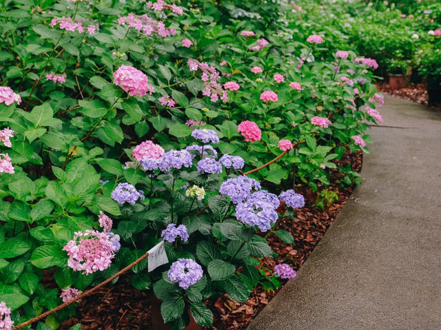 ไฮเดรนเยียบานแล้ว…ใจกลางเมืองฟุกุโอกะ🌿🌸