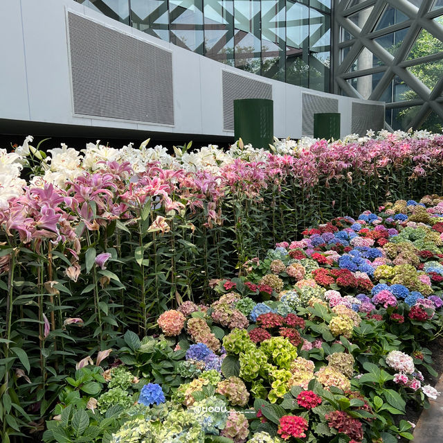 รีวิวสวนทิวลิป @ระยอง🌷💐