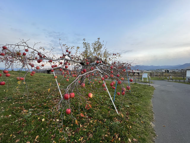 🍎 Apple Wonderland in Hirosaki – A Family Delight!