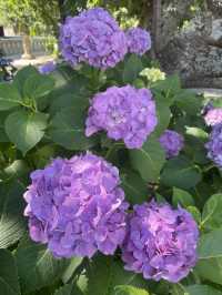 【神奈川県/鎌倉　紫陽花がキレイに咲いている穴場スポット】