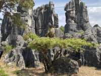 Must Visit - Magical Sone Forest Yunnan , UNESCO site 