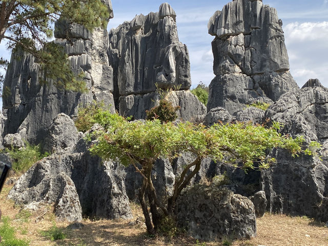 Must Visit - Magical Sone Forest Yunnan , UNESCO site 