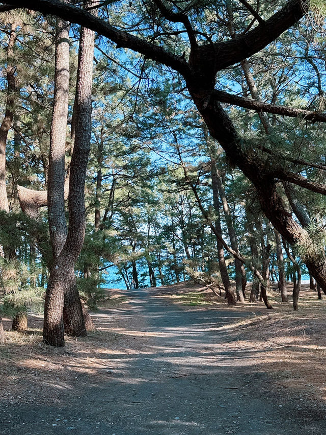 🌊這裡同時看到富士山＋聽見海浪聲！三保之松原秘境大公開⛰️