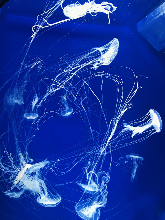 探索海底世界的美麗Xpark水族館