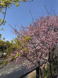 Kawazu Cherry Blossoms