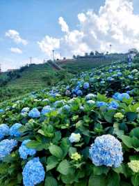 Hydrangea san (ไฮเดรนเยียซัง) ดอยแม่มอญ เชียงราย