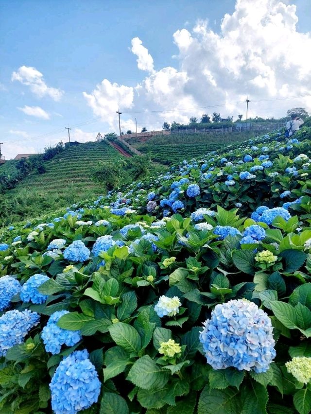 Hydrangea san (ไฮเดรนเยียซัง) ดอยแม่มอญ เชียงราย