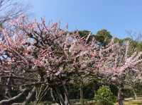 ⛩️ Sacred Stillness in Ise – A Soulful Walk Through Kotai Jingu