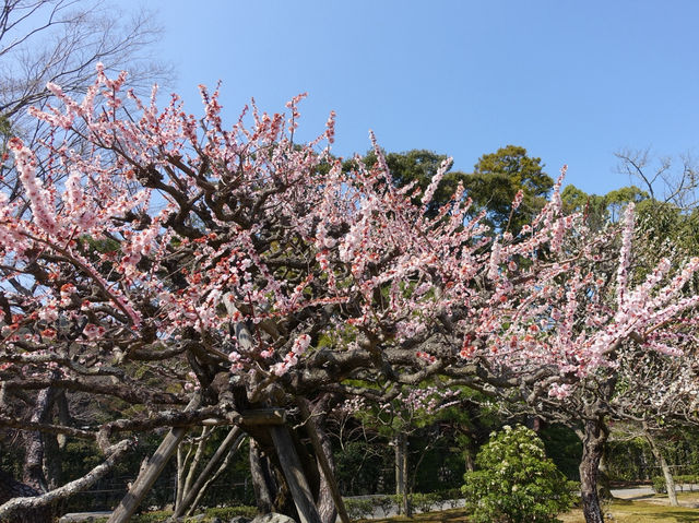 ⛩️ Sacred Stillness in Ise – A Soulful Walk Through Kotai Jingu