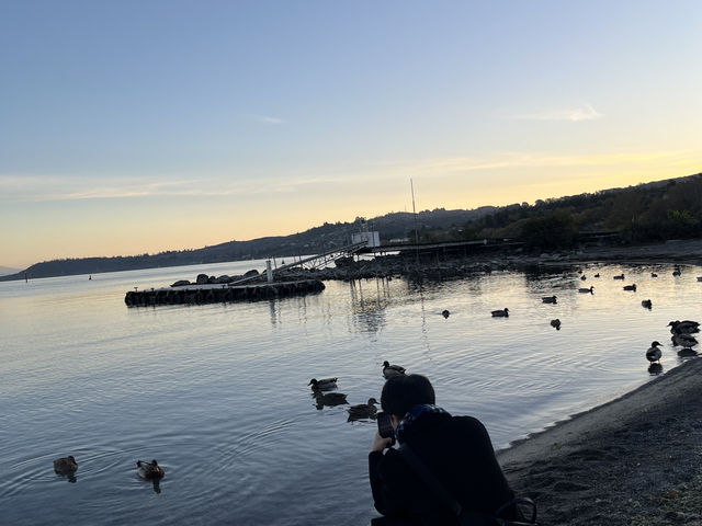 🌅紐西蘭陶波湖日落｜與鴨鴨靜賞黄金時刻✨
