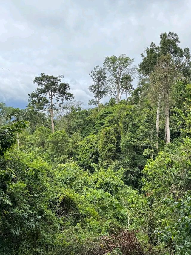 Jungle Feels & Waterfall, Khao Yai is a Nature Win