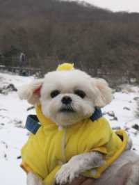 🐶❄️“강아지 패스권으로 제주도 완전 정복! 사려니숲길·연돈·1100고지 후기”❄️🐶