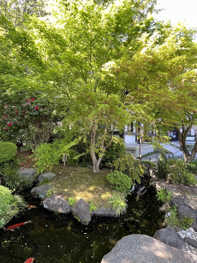 🌸🪷🌊 Hasedera Temple – Where Flowers Meet the Sea in Kamakura