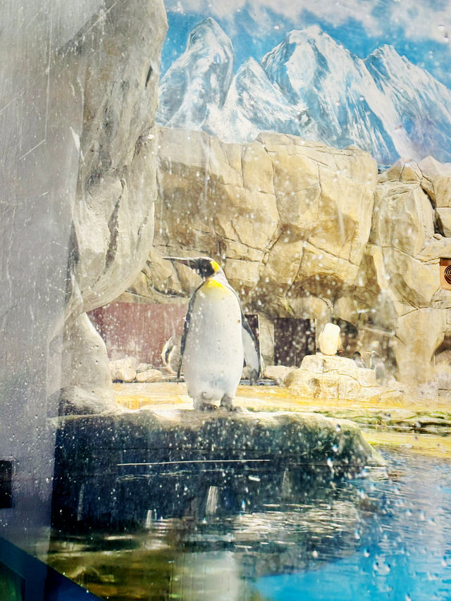 【黃竹坑】香港海洋公園：探訪大熊貓雙胞胎家姐細佬