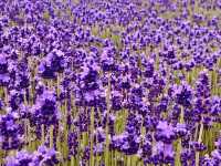 🌿 Solo Escape to Farm Tomita Lavender Fields (East)