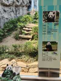 可愛的小熊貓落在澳門🐼🐼