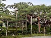 🍁漫步金澤兼六園：與光影共舞的日式秘境🌲💫