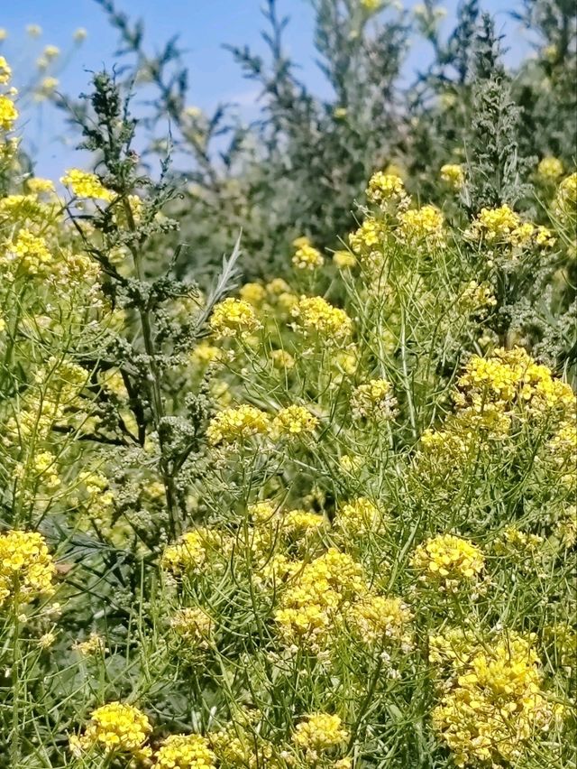 Guardians of Stone Spring: The Golden Hour of Wild Rapeseed