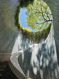 From Shadows to Skylight, Fort Canning’s Tree Tunnel Magic