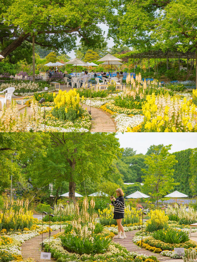 Ashikaga Flower Park สวนดอกไม้ใกล้โตเกียว🌹