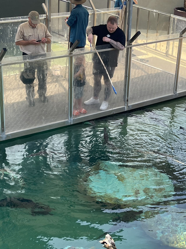 🐊 Face to Face with Giants in Darwin 🦎🌴