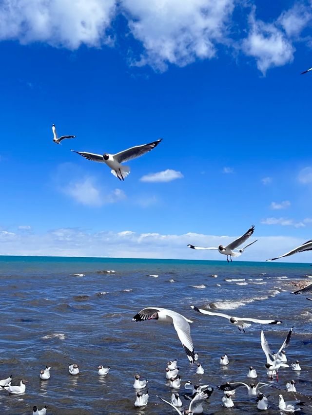 Qinghai Lake Wonders: Nature, Culture, and Serenity