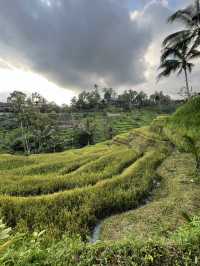Green Dreams: Rice Terraces & Highlands of Bali