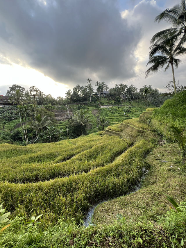 Green Dreams: Rice Terraces & Highlands of Bali