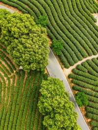 Anji Tea Plantation – A Serene Escape into Hangzhou’s Green Tea Paradise