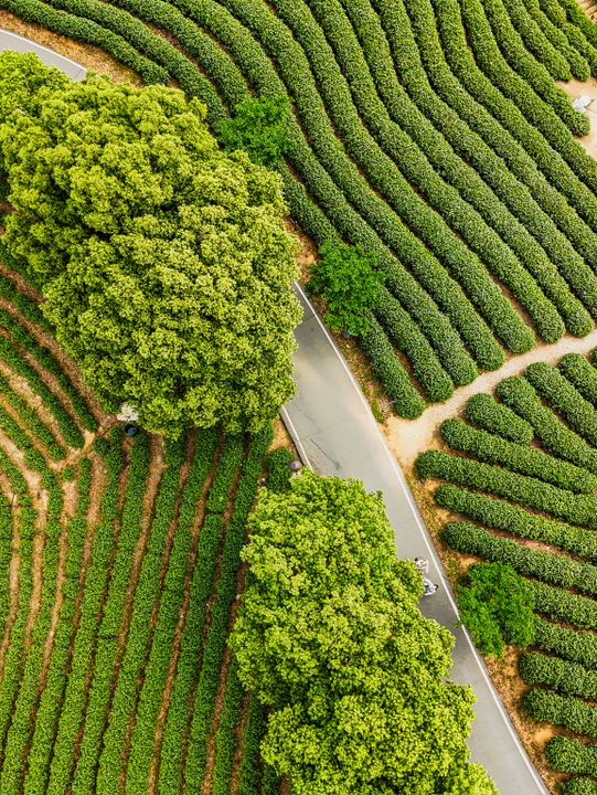 Anji Tea Plantation – A Serene Escape into Hangzhou’s Green Tea Paradise