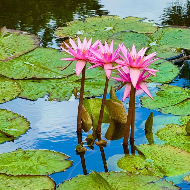 Nature’s Masterpiece at the Royal Botanic Gardens Victoria