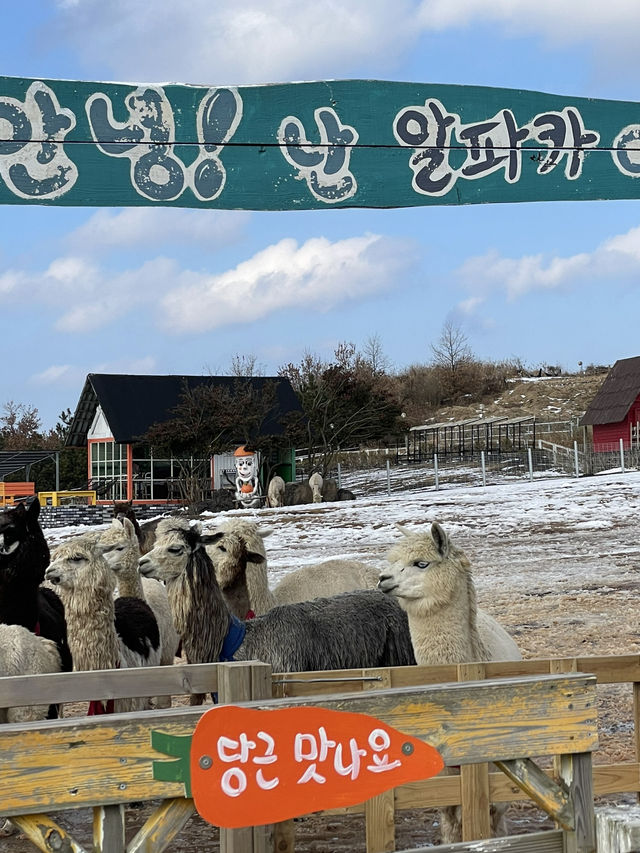 🐑 제주도 동물농장 — 아이들과 함께 즐기는 체험형 공간
