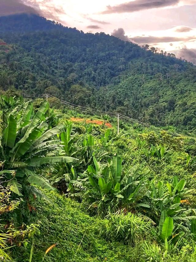 🌿Phnom Samkos Wildlife Sanctuary – Cambodia’s Hidden Wilderness 🌿