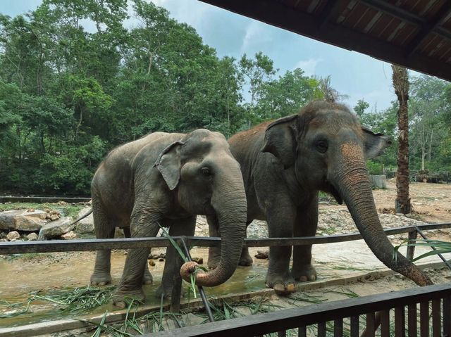 เที่ยวสวนสัตว์เปิดเขาเขียว จ.ชลบุรี 🦒🐘🦛