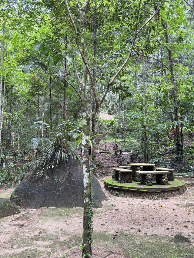 ป่าในเมือง 