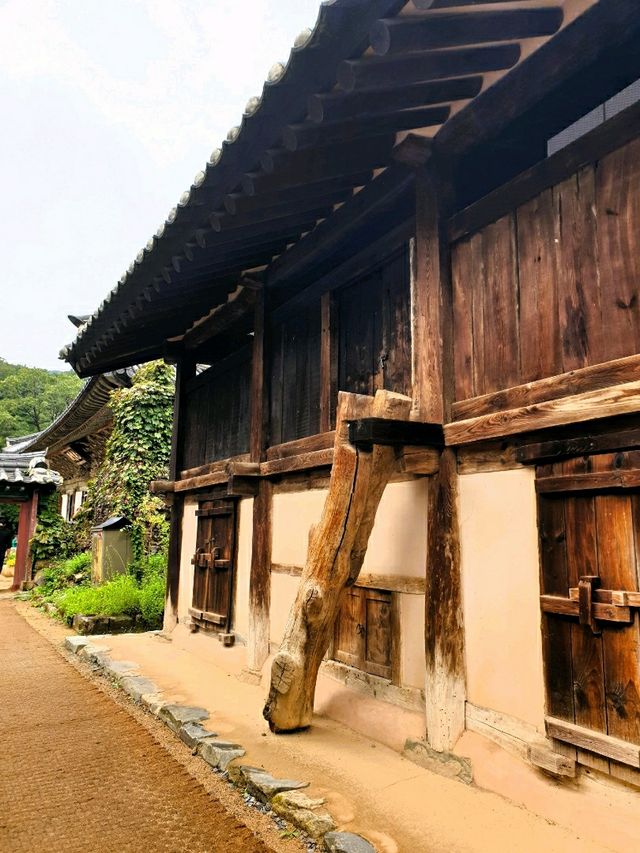 🌰 알밤처럼 영근 절, 공주 마곡사