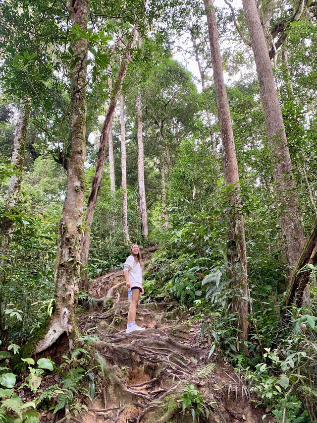 Hiking Cameron Highlands: Trails, Waterfalls & Panoramic Views