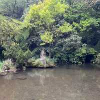 🌸⛰️ Yangming Park – The Heart of Yangmingshan 🌳✨