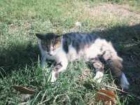 安塔利亞一日遊攻略