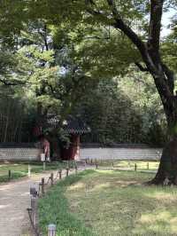 🌳 전주에서 만나는 전통과 여유로운 풍경 🌿