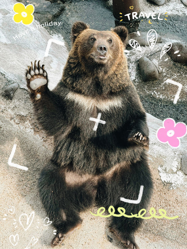 🐻✨【熊熊揮手Say Hi!】登別熊牧場親子放電大冒險!纜車上山睇靚景、餵熊熊互動超有趣、仲有鴨仔賽跑同小熊萌爆登場~一家大細一齊出發,開心又放電!  🐻✨【熊熊揮手Say Hi!】登別熊牧場親子放電大冒險!纜車上山睇靚景、餵熊熊互動超有趣、仲有鴨仔賽跑同小熊萌爆登場~一家大細一齊出發,開心又放電!