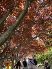 【秋日限定】淺間公園的夢幻畫面