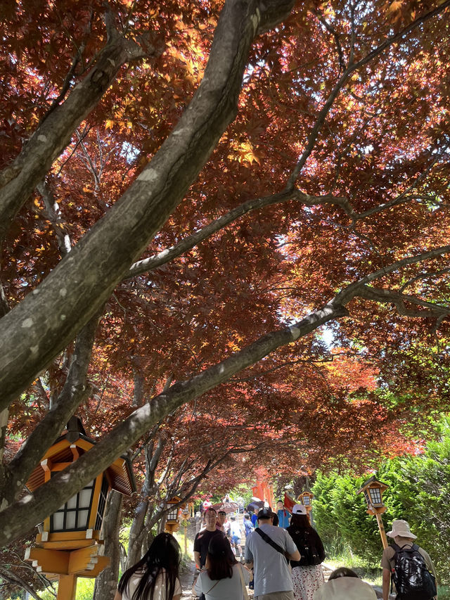 【秋日限定】淺間公園的夢幻畫面