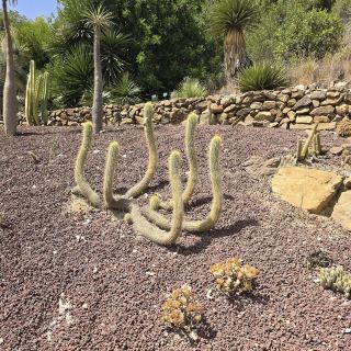 La Concepción Historic Botanical Garden