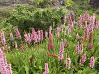Royal Botanic Garden Edinburgh