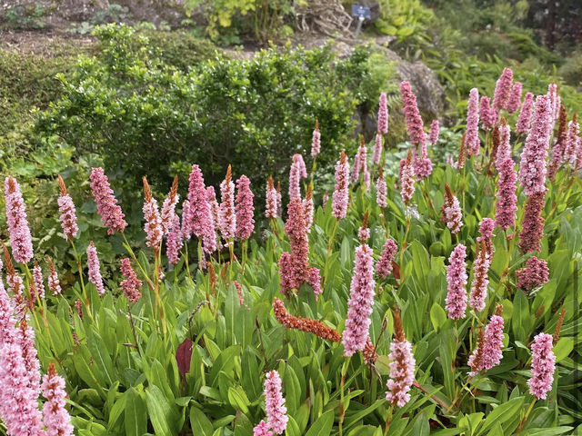 Royal Botanic Garden Edinburgh