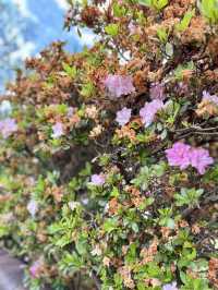 Campsie 第八巷道漫步，追尋春日藍花楹的紫色詩意