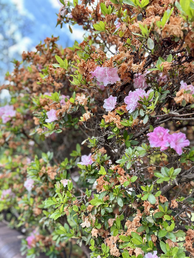 Campsie 第八巷道漫步，追尋春日藍花楹的紫色詩意