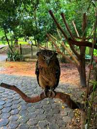 🐾 Wild Encounters in Paradise – Discover Safari Lagoi Bintan